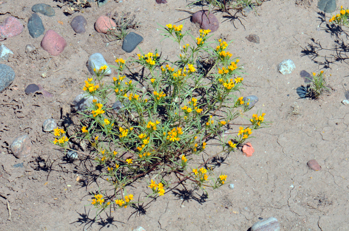 Manybristle Cinchweed have thread-like leaves with oil-glands that offer a spicy- or lemon-scent. The only grow up to about 1 foot (30 cm) or so. Pectis papposa